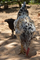 Gallina comiendo del piso en ambiente de campo natural