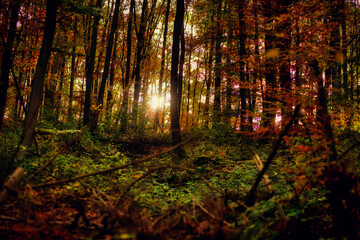 Herbstlicher Wald mit Sonne.