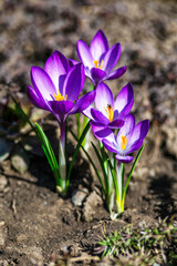 Wild purple crocuses blooming in their natural environment in the forest. Crocus heuffelianus.Purple Flowers in the Forest
