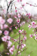 Beautiful blooming twig with peach pink flowers.