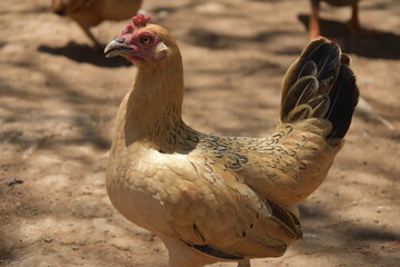 Gallina amarilla de plumas saraviadas con negro en ambiente natural