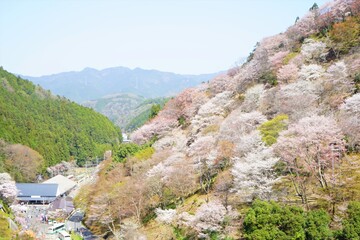Fototapeta na wymiar Yoshinoyama sakura cherry blossom . Mount Yoshino in Nara Prefecture, Japan's most famous cherry blossom viewing spot - 日本 奈良 吉野山の桜 