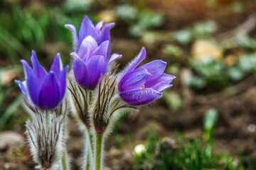 Fototapeta premium Dream herb. Flowers of the Windflower or Pulsatilla Patens. First spring april blue sleep grass flowers.Pulsatilla easter flower on the meadow.
