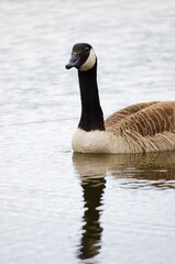Fototapeta premium Colorful Canadian goose swimming in pond with water drops looking at camera reflection