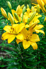 Fototapeta premium Close up of Yellow lily flower. Hemerocallis also called Lemon Lily, Yellow Daylily, Hemerocallis flava. Yellow lily flower, known as Lilium parryi, beautiful.