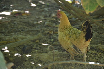 Gallina pequeña de plumas amarillas en el campo 