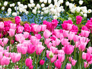 Pink tulips covered with raindrops bloom on the flower bed in springtime