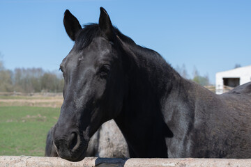 Black horse on a country farm. Close-up . Summer time. Horizontal photo. 