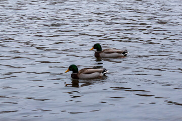 Ducks in the Delaware River. Taken in Belvidere NJ.