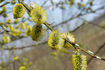 Easter. Yellow branch of blossoming pussy willow close-up. Springtime. Selective focus. Horizontal photo. 