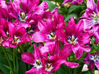 Pink tulips covered with raindrops bloom on the flower bed in springtime