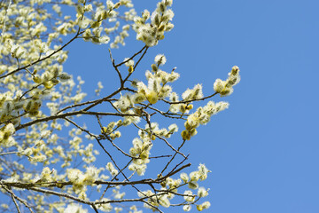 pussy willow. Yellow branches of a blossoming willow on a bright background of a blue beautiful sky. Easter card with place for your text. Horizontal photo. 