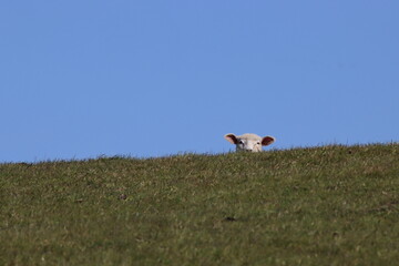 Schaf versteckt sich hinter ostfriesischem Deich