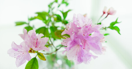 Delicate pink blossoms and green leaves on white