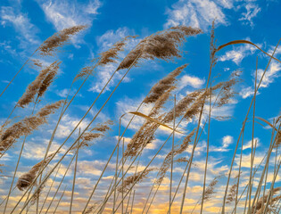 Last year`s dry cane against the blue spring sky.