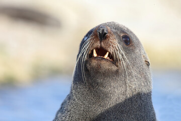 Neuseeländischer Seebär / New Zealand fur seal / Arctocephalus forsteri..