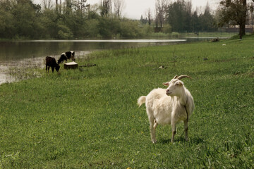 White goat and cows on green meadow near the river. Desaturated image.