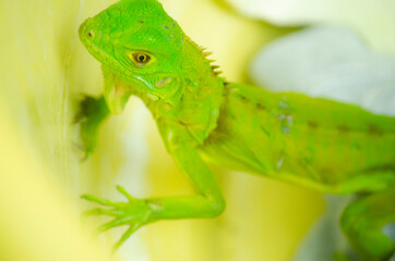 Iguana verde pequeña 