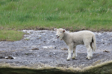 Romneyschaf / Romney sheep / Ovis.