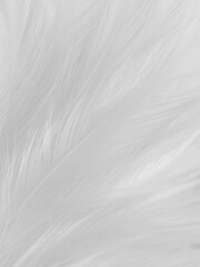 Obraz premium Beautiful abstract gray feathers on white background, soft white feather texture on white texture pattern, light pink theme wallpaper, black feather background, white gradient frame banners