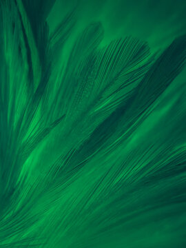 Beautiful Abstract Green Feathers On Black Background, Blue Feather Texture  On Dark Pattern, Green Background, Feather Wallpaper, Love Theme,  Valentines Day, Green Gradient Texture Stock Photo, Picture and Royalty  Free Image. Image