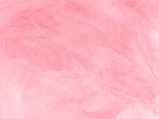 Beautiful abstract light pink feathers on white background,  white feather frame on pink texture pattern and pink background, love theme wallpaper and valentines day, white gradient