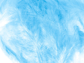 Beautiful abstract blue feathers on white background, white feather texture and blue background, feather wallpaper, blue texture banners, love theme, valentines day, light blue texture, white gradient