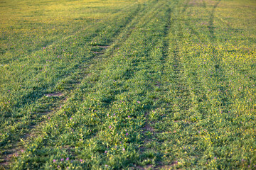 Track on a green meadow. Rural area.