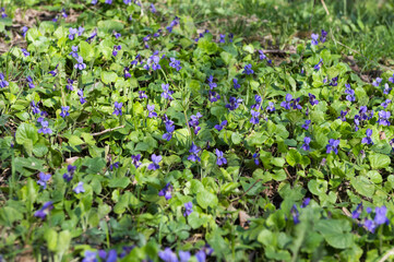 forest violets growing in the meadow in spring