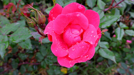 Park in Valencia after the rain. Red rose on a green background with raindrops on the petals