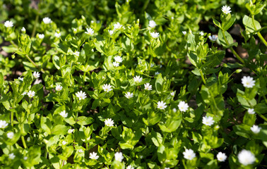 Obraz premium white small flowers growing in the meadow