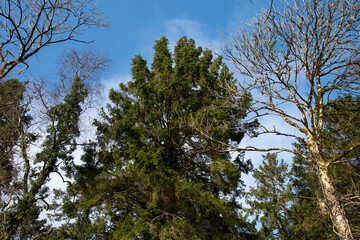 Top tree and blue sky
