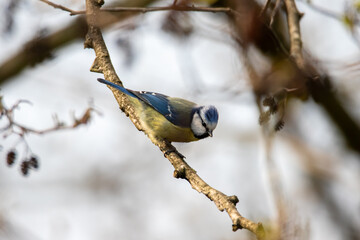 Blaumeise