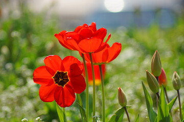 Hübsche rote Tulpen auf einer Wiese
