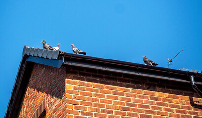 Pigeons on roof