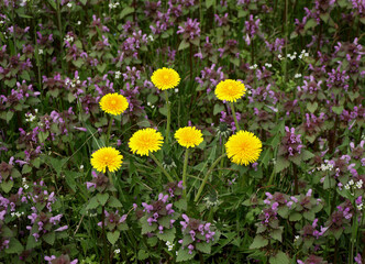 Fototapeta premium Dandelions among purple flowers