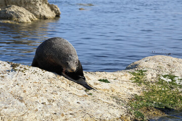 Naklejka premium Neuseeländischer Seebär / New Zealand fur seal / Arctocephalus forsteri