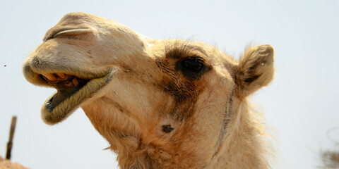 Camel in the Desert of Bahrain