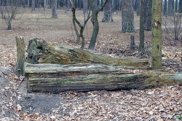 two large gray old logs lie on the ground in fallen brown leaves in nature