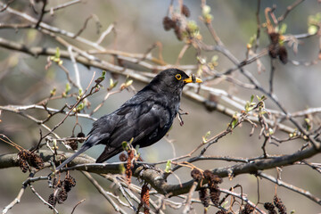 männliche Amsel mit Futter 