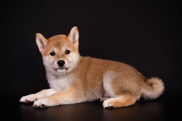 Shiba inu on colored backgrounds