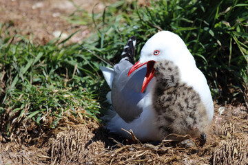 Rotschnabelmöwe / Red-billed gull / Larus scopulinus.