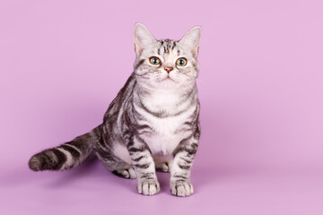American shorthair cat on colored backgrounds