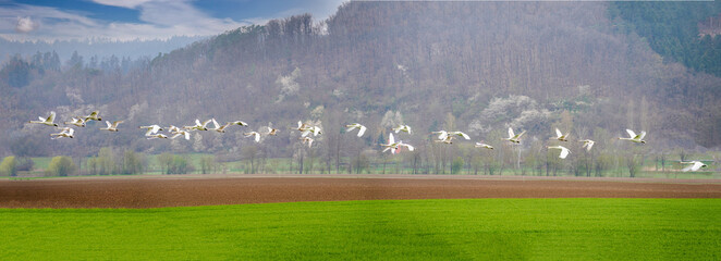 Swans flying low over a meadow from panoramic photo 