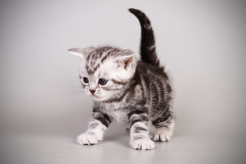 Obraz premium American shorthair cat on colored backgrounds