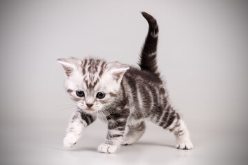 American shorthair cat on colored backgrounds