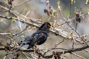 männliche Amsel mit Futter 