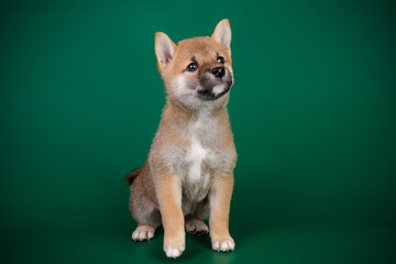 Shiba inu on colored backgrounds