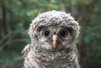 Chick of a bearded owl close-up.