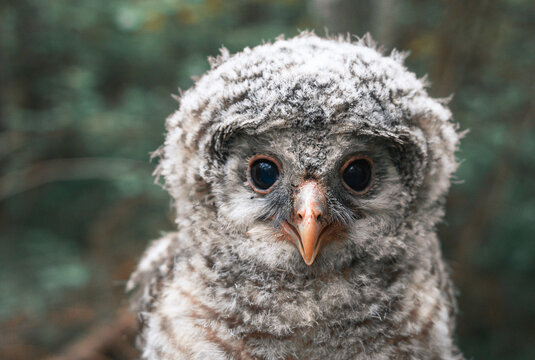 Chick of a bearded owl close-up.